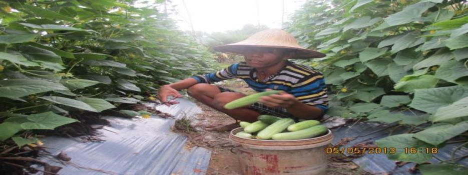 Vegetable growing